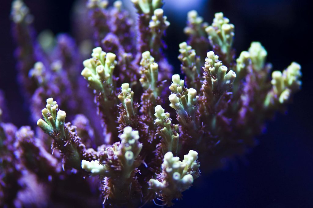 Modern Reef
