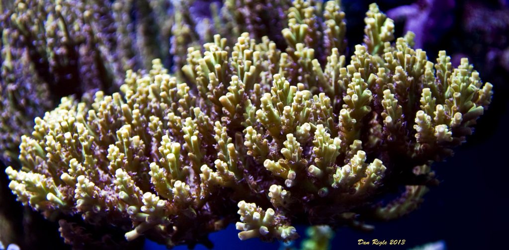 Modern Reef